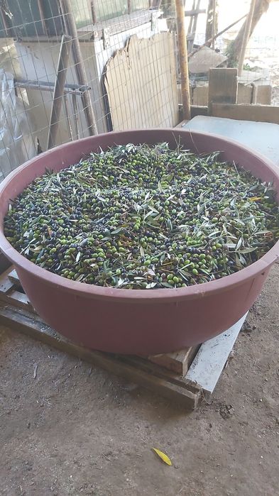 Azeite - caseiro - Extra Virgem (100% Biológico)