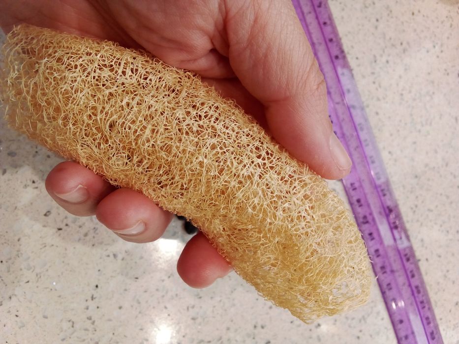 Sementes de Luffa Esfregão Natural
