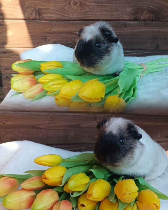 Świnka morska US Teddy i kawia domowa