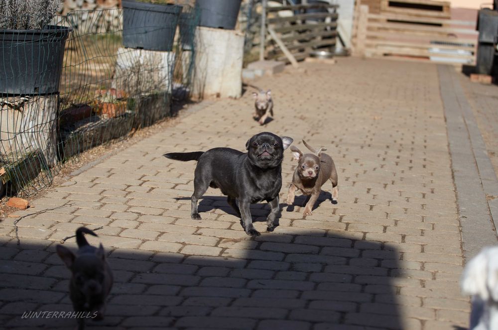 Чіхуахуа ~ бузкового окрасу