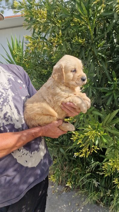 Golden Retriever