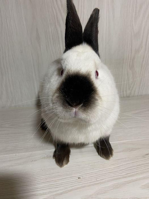 Каліфорнія пара 1+1