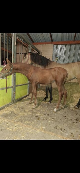 Poldro lusitano lazão