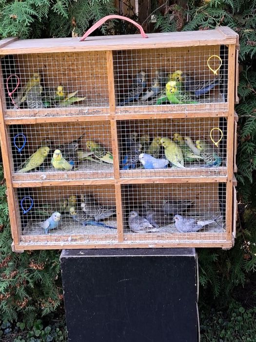 Sprzedam ptaki ze zdjecia