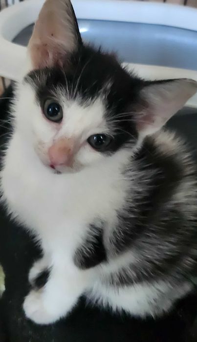 CIEPŁA mala dziewuszka,uratowana,PILNIE szuka.super opiekuna!