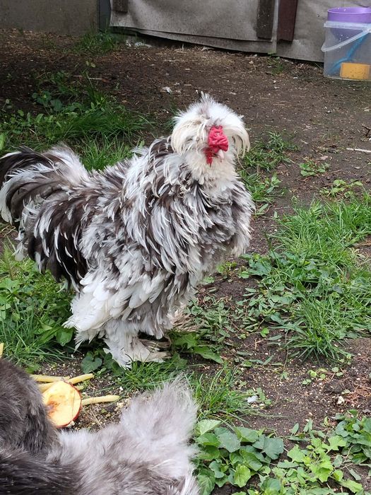 Kogut koguty  silka USA Mottled, czekolada
