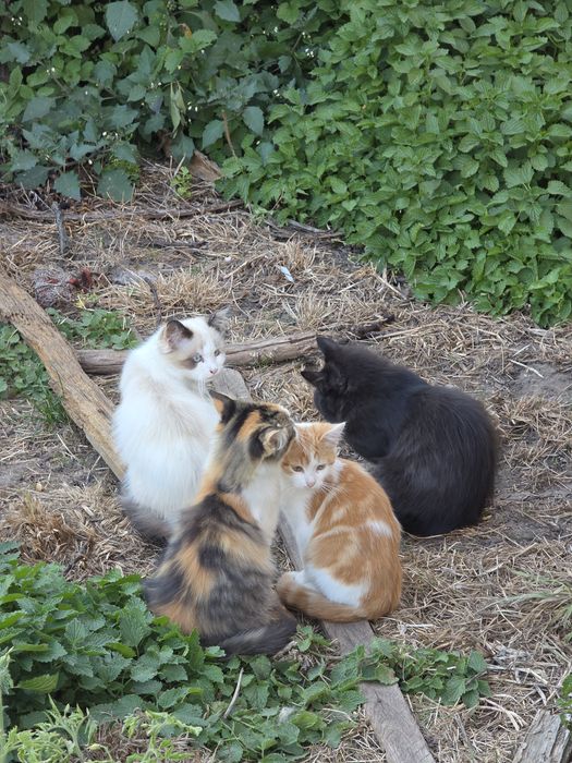 Кошенята у Фастові