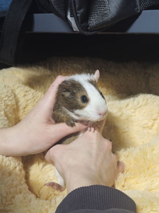 Милі морські свинки