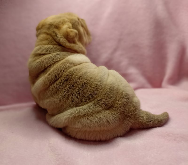 Щенки шарпей китайский