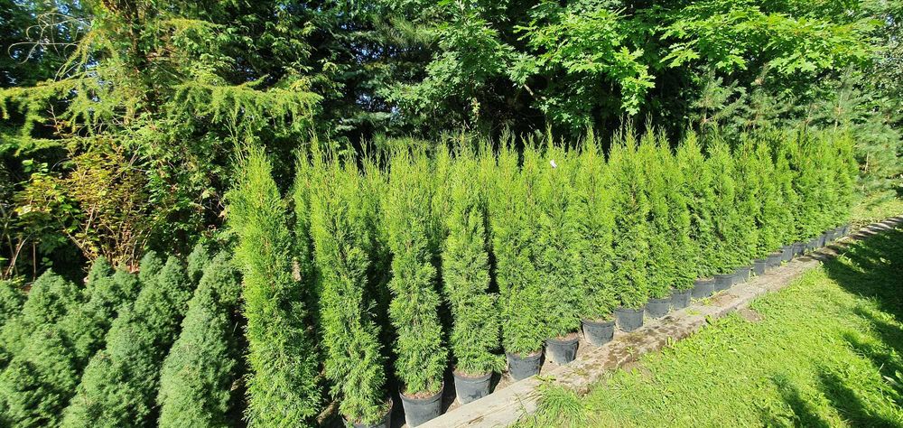 Szmaragd w donicach. Duży żywotnik zachodni na żywopłot. Nasadzenia.