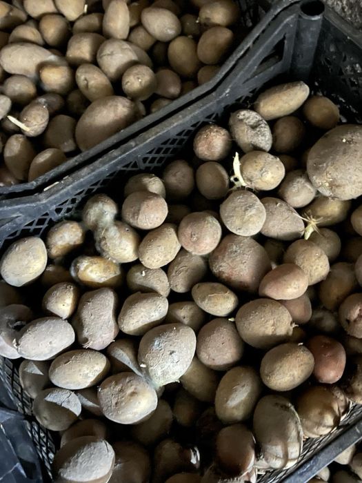 Продам смачну картоплю