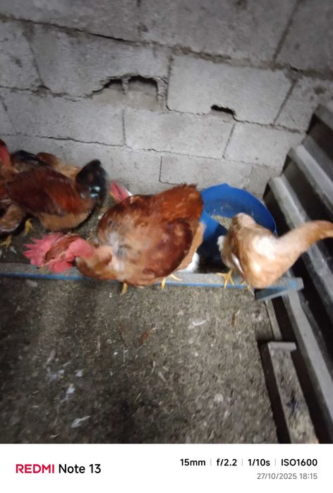 Vendo frangos caseiro