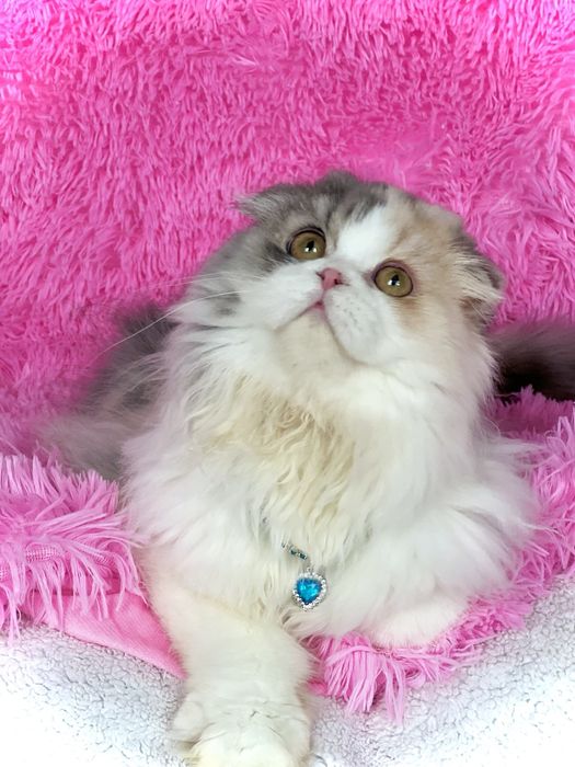 Шотландська висловуха