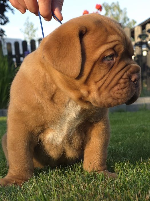 Dogue de Bordeaux