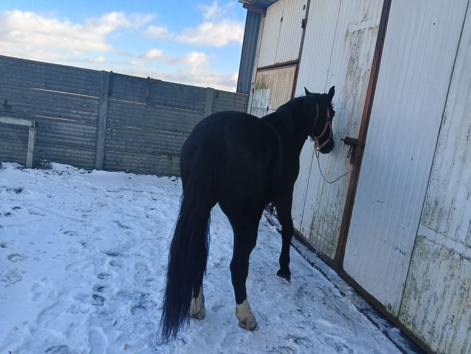 Wałach śląski 4 lata