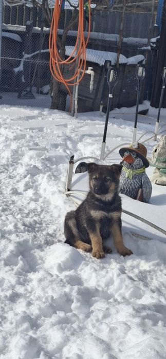 Продам цуценят німецької вівчарки