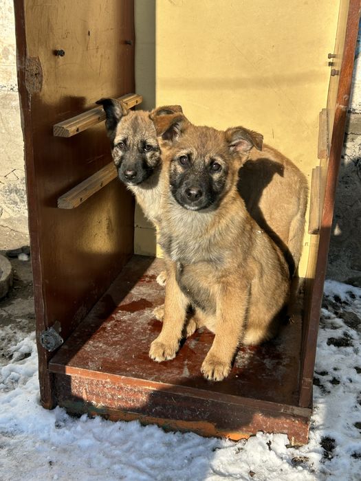 Продам собаку породи (Овчарка)