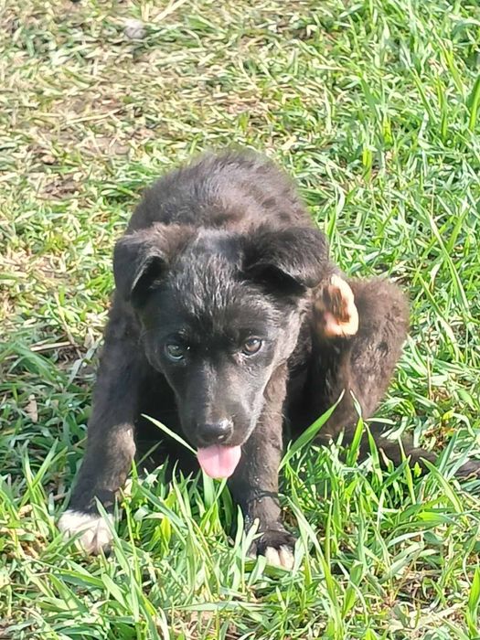 Дарсі шукає дім! Вік 2 місяці