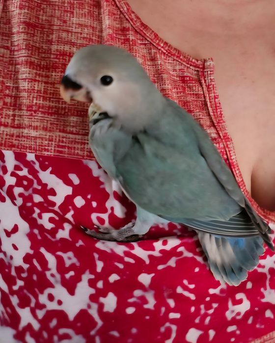 Agapornis 100% domesticado Macho