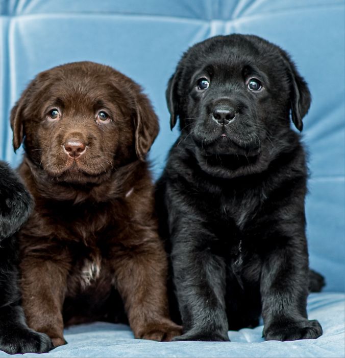 Лабрадор ретривер. КСУ-FCI