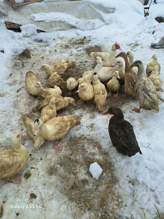 spszedam kaczki  drze