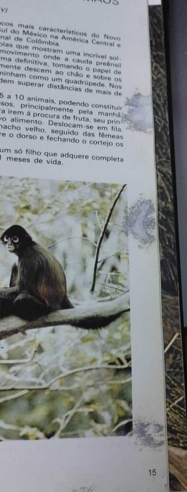 No Continente Americano - Safari Cor (1979)