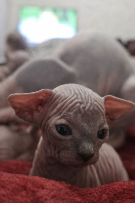 Котята канадский сфинкс. Эльфы