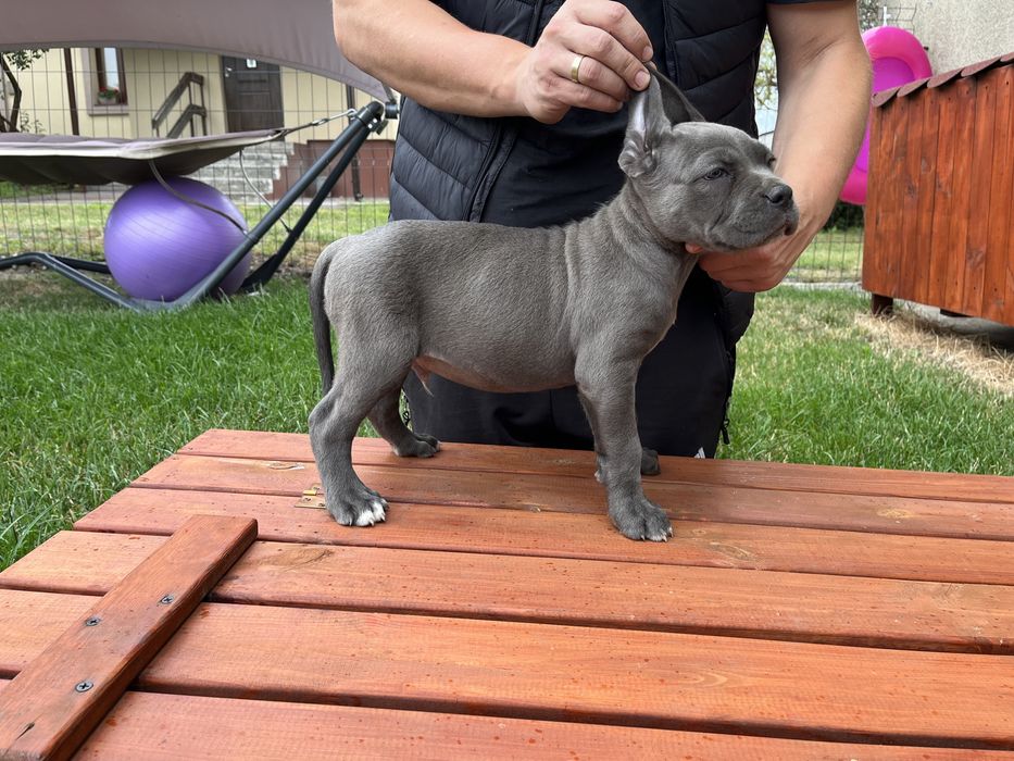 Cane Corso piesek