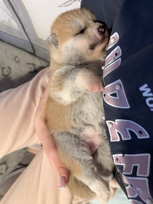 Akita japońska szczeniak - czerwona suczka - Tetsu No Hane ( FCI)