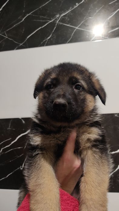 Щенки немецкой овчарки