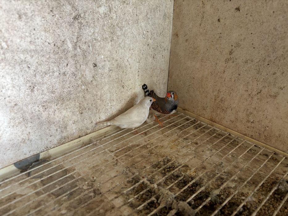 Mandarins de várias cores