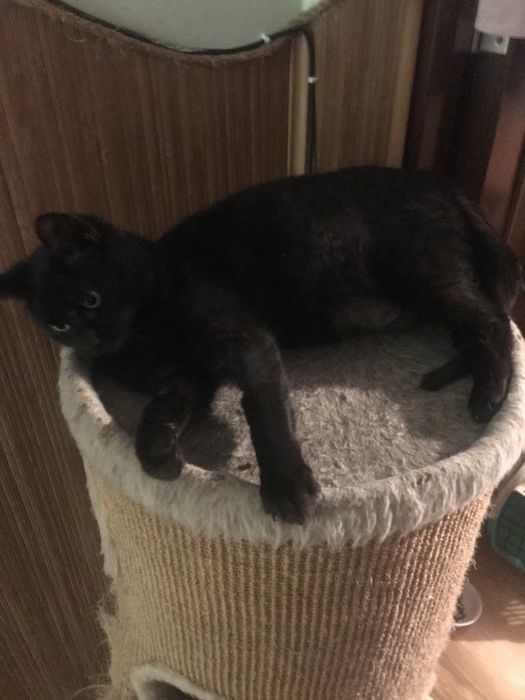 Кіт. Киця. Кошеня.