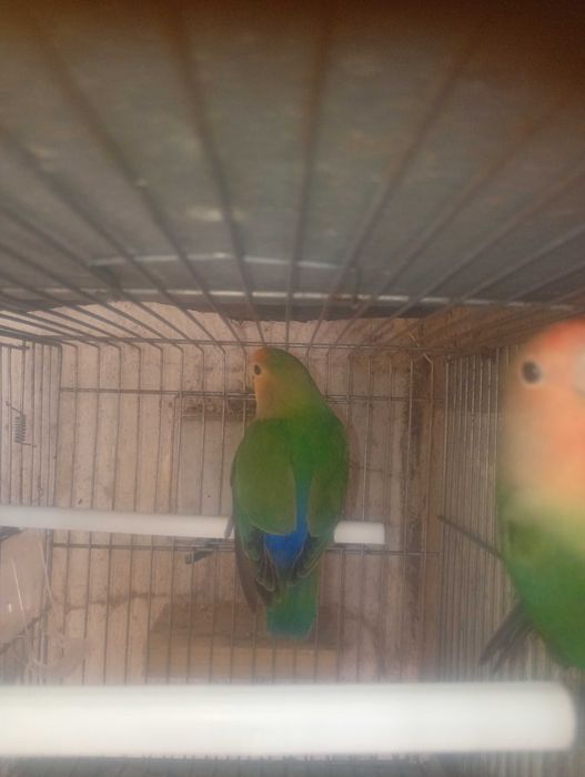 Agapornis roseicollie 2026