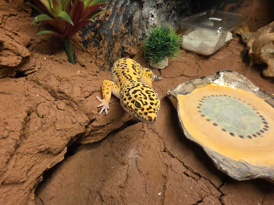 Gotowe terrarium 90x55x50cm + 2 Gekony Lamparcie samiczki