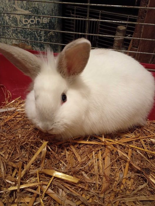 Królik miniaturka samiec