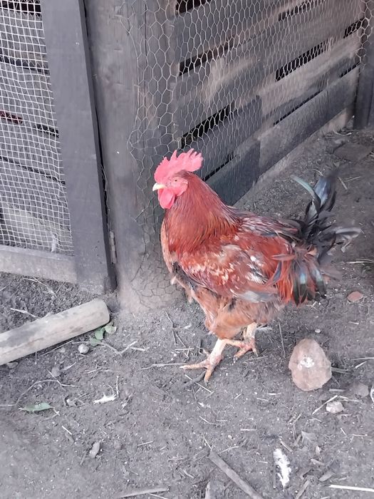 Galos caseiros 45 euros