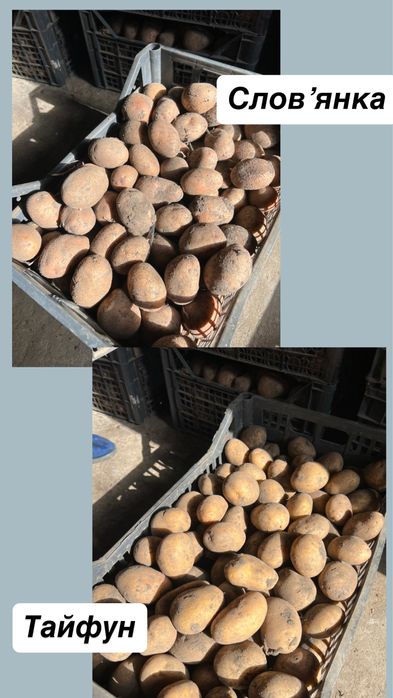 Картопля насінева домашня