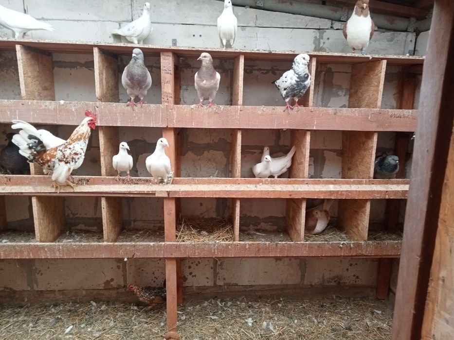 Sprzedam kaczki i kaczory i golebie i króliki kroliki