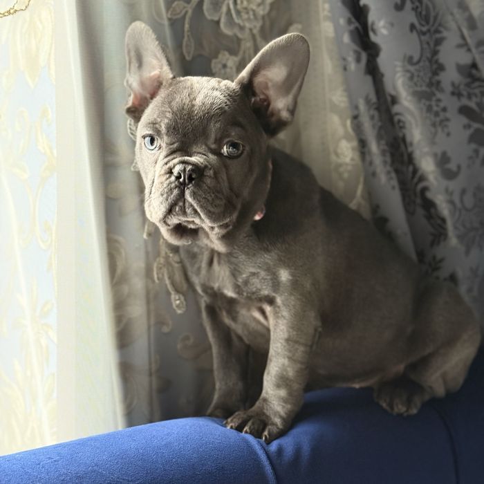 Французкая девочка ищет себе семью:)