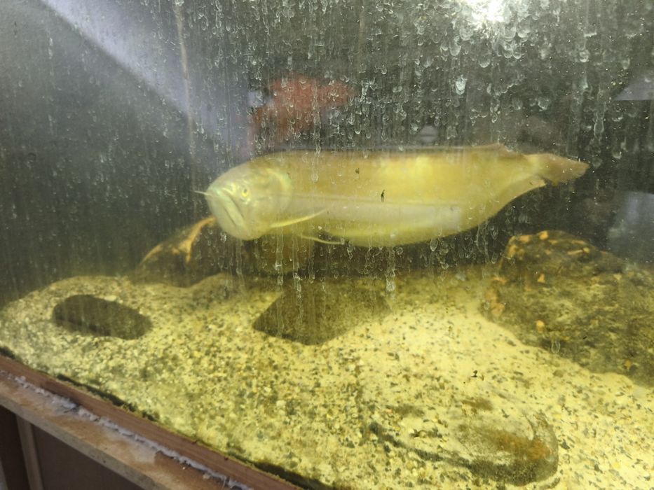 Peixes Monstrer/Grandes