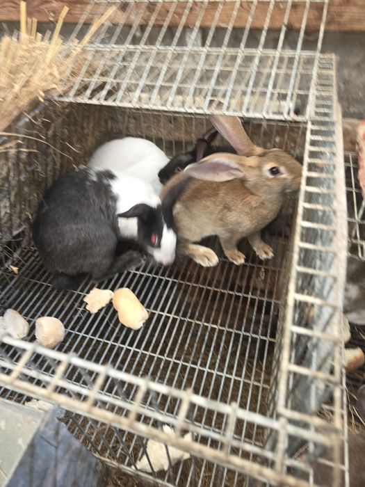 Coelhos doméstico