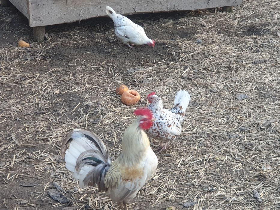 Jaja lęgowe liliputki