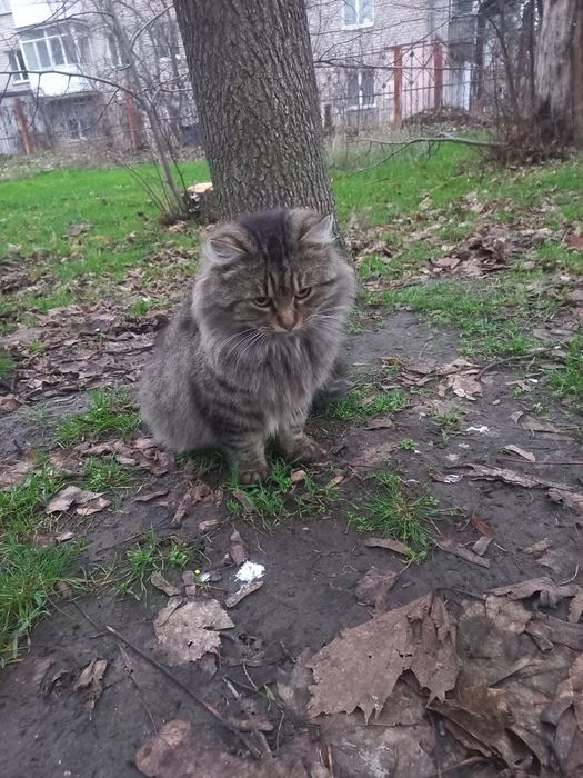 Моніка проситься в сім'ю