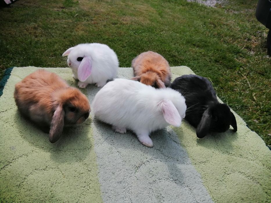 Вислоухі декоративні баранчики