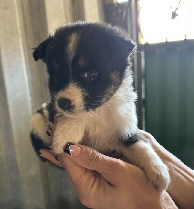 Безкоштовні собачки.