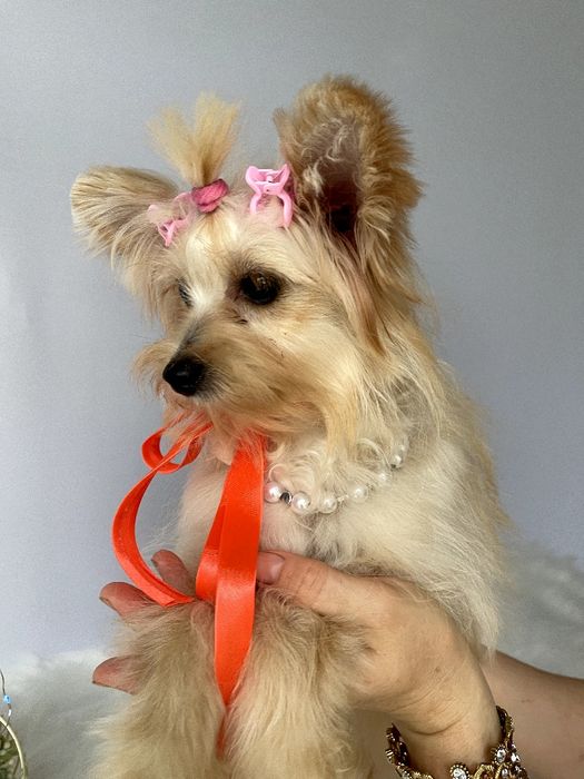 Помапу — Гарантовано закохаєтесь з першого погляду