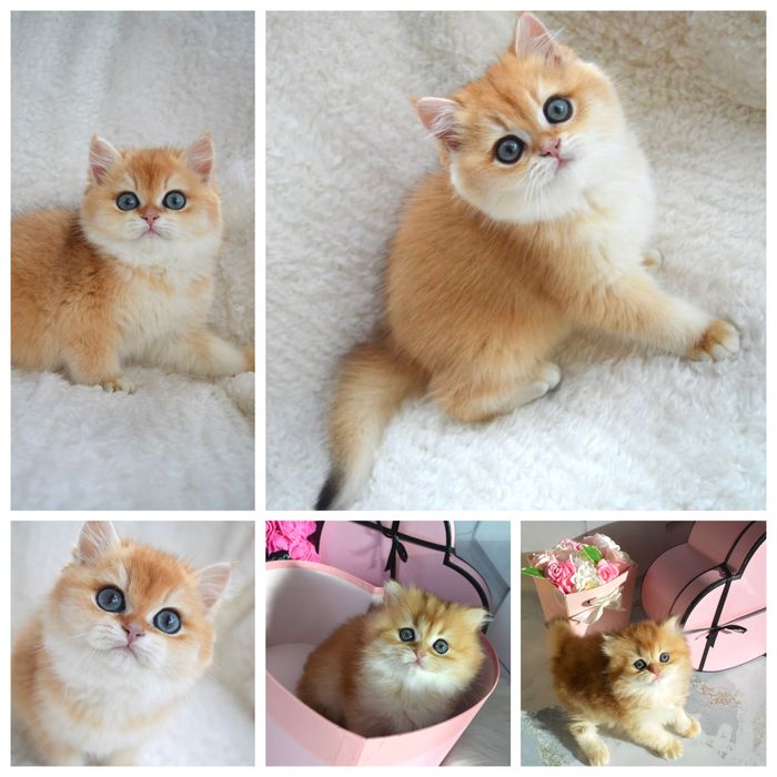 Британські котята золота шиншила