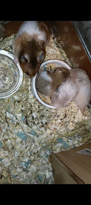 Мальчик и девочка малыши Хомяк