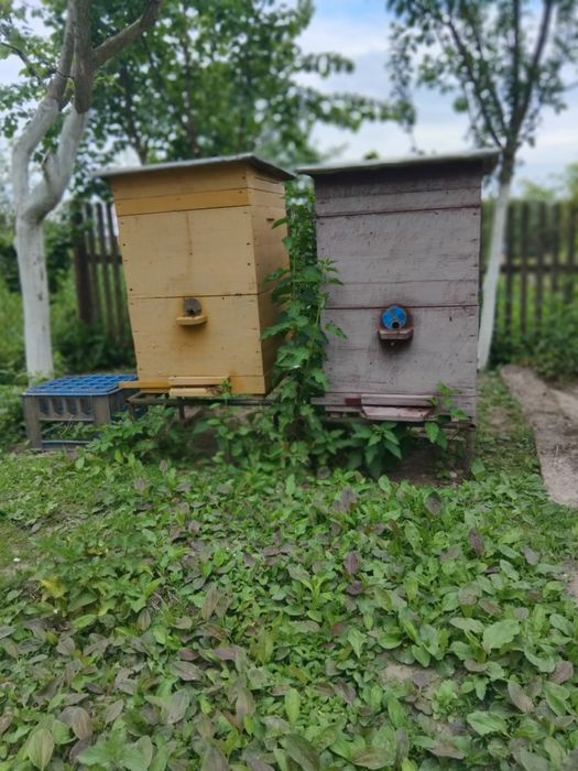 Продам вулики, можна з бджолами.
