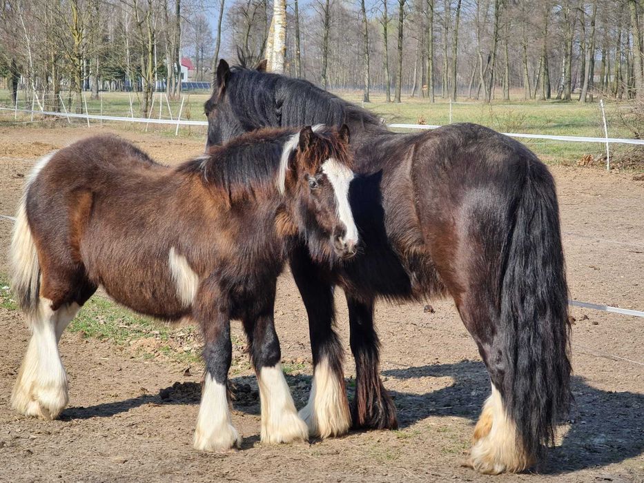 Gypsy Cob  ogierek z 2025 r. -  gen perły, ICS, negocjacje